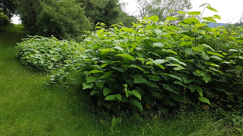 Japanese knotweed (Manfred Ruckszio/Shutterstock.com)