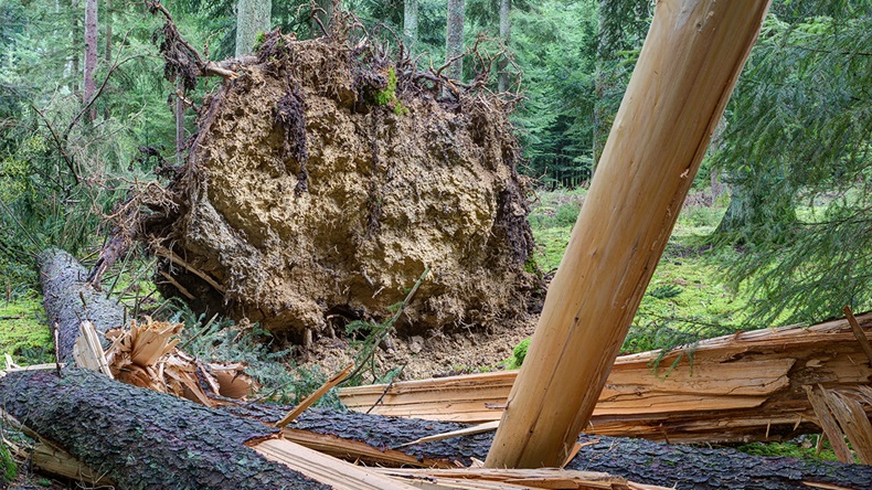 Winter Storm Ciara Germany (2020) (Edgar G Biehle/Shutterstock.com)