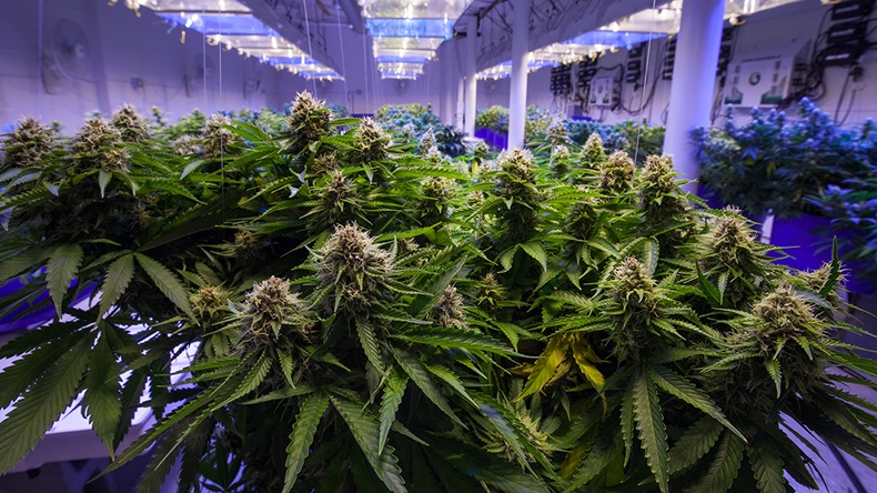 Canna Obscura/Shutterstock.com
