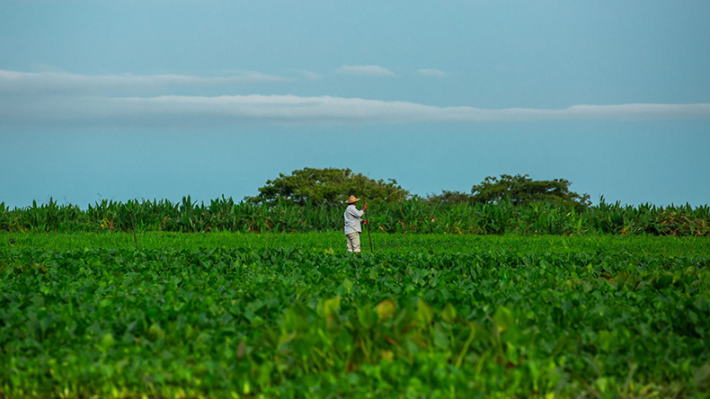 Colombian farmer