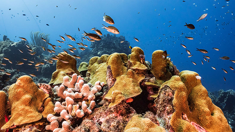Coral reef in Caribbean Sea