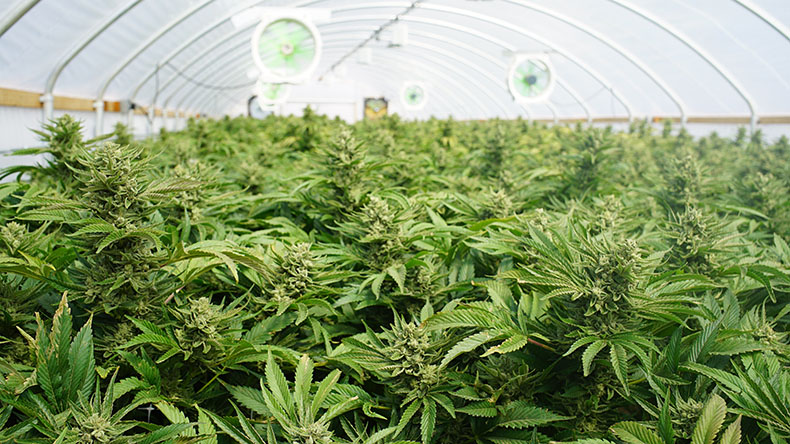 Marijuana Commercial Growing Cannabis