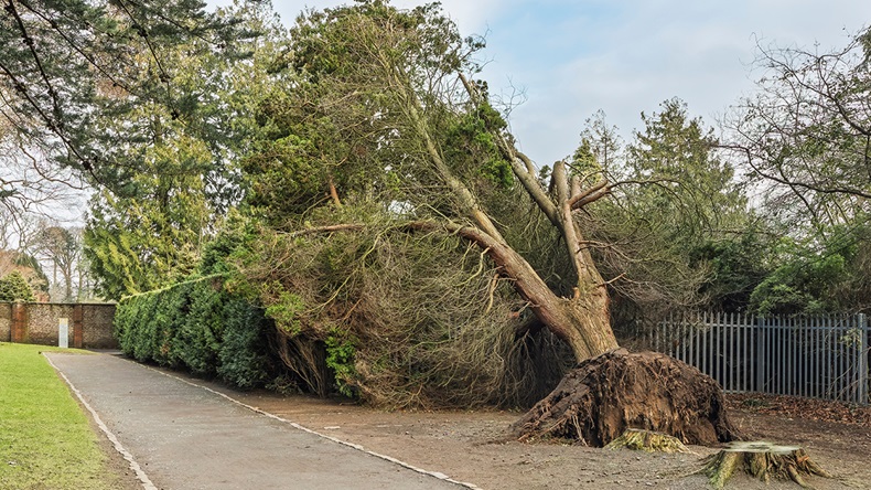 Windstorm Éowyn (2025)