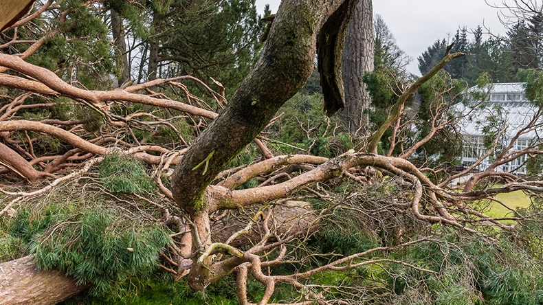 Windstorm Éowyn (2025)