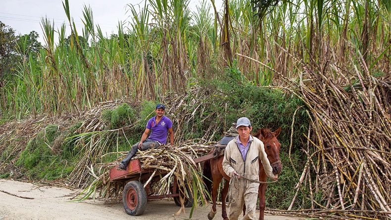 Colombia sugar plantation