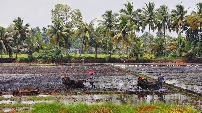 Flooded crops