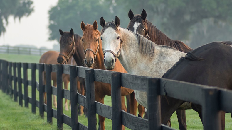Horses