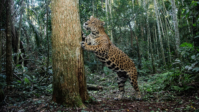 Jaguar