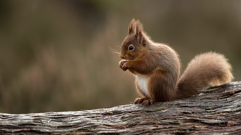Red squirrel