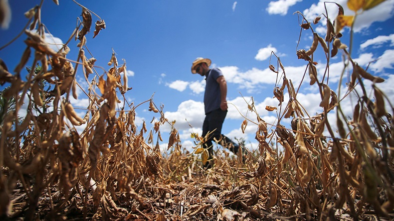 Brazil drought (2022) (REUTERS/Diego Vara/Alamy Stock Photo)