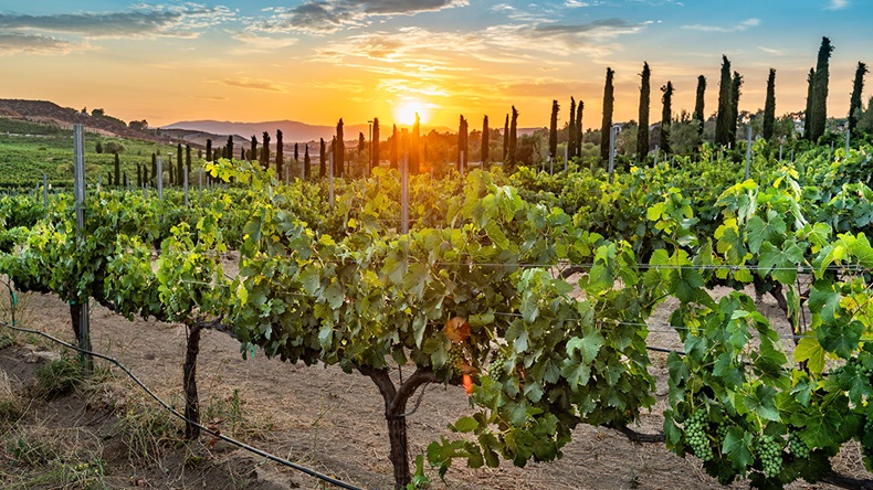 California vineyard (Jamie Pham/Alamy Stock Photo)