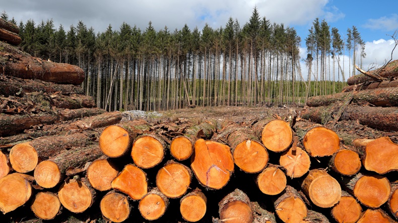 Forestry (Kathy deWitt/Alamy Stock Photo)