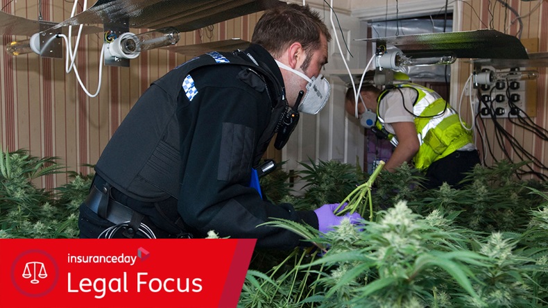 Cannabis farm raid (Jason Bye/Alamy Stock Photo)