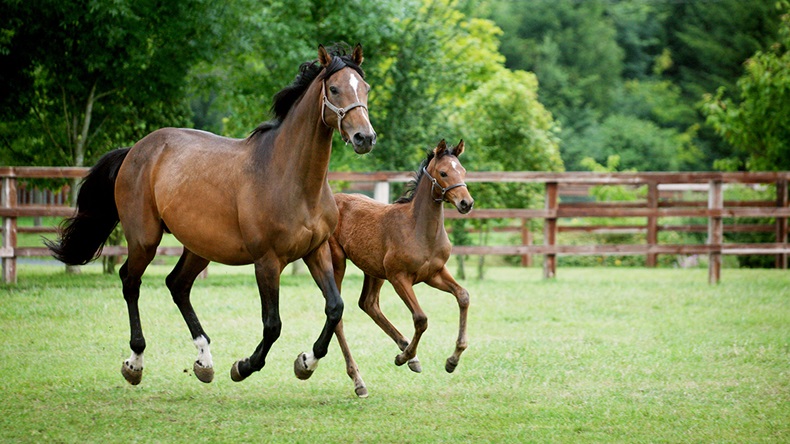 Horses