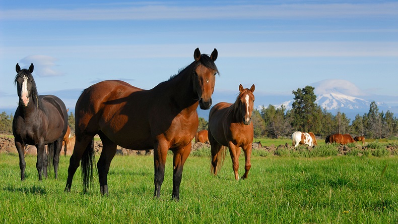 Horses