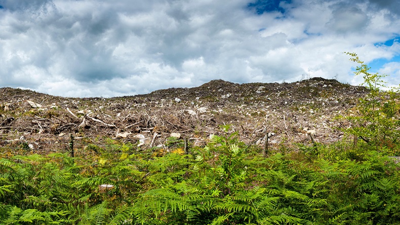 Deforestation, Gwynedd, Wales 
