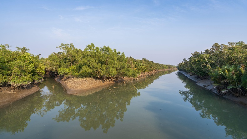 Mangrove forest