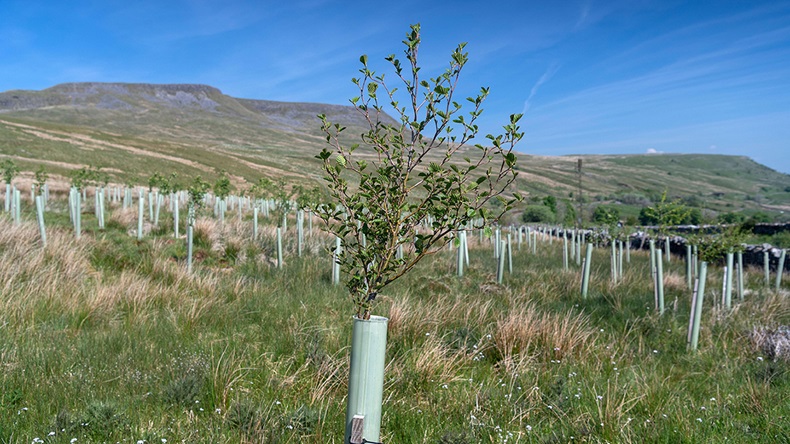 Reforestation